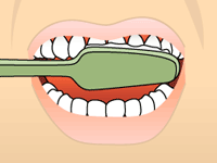 Model of how to brush your upper-middle teeth