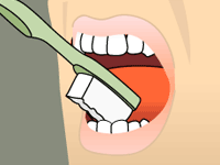 Model of how to brush your lower-middle teeth